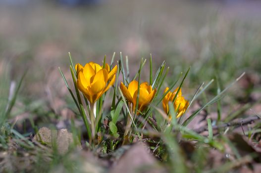 yellow blue crocus in spring season garden