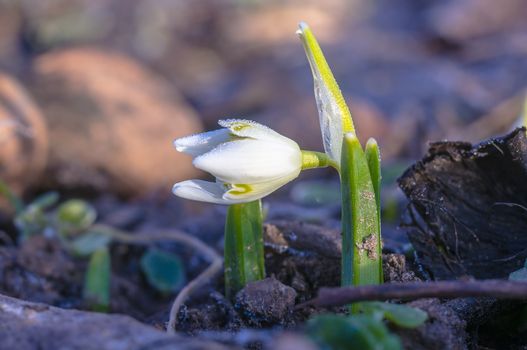snow drop flower in my season garden