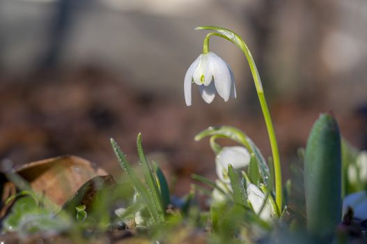 snow drop flower in my season garden