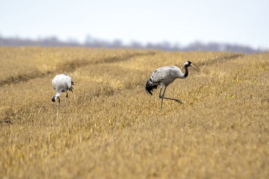 eurasian cranes land on a harvested korn field