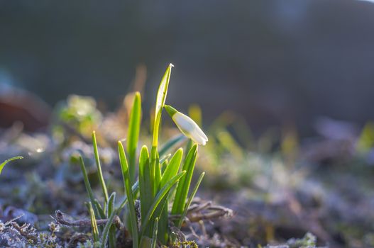 snow drop flower in my season garden