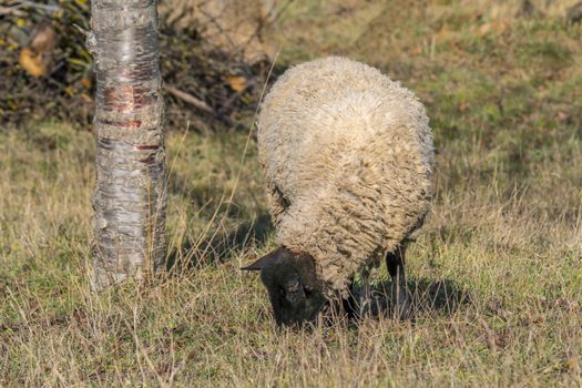 wooly white sheep at spring meadow
