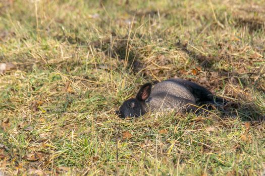 young new born black lamb explores the world