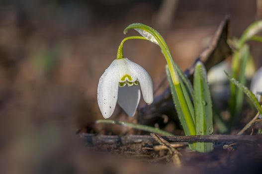 snow drop flower in my season garden