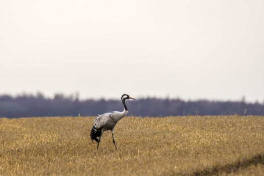 eurasian cranes land on a harvested korn field