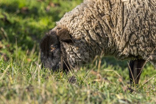 wooly white sheep at spring meadow