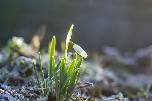 snow drop flower in my season garden