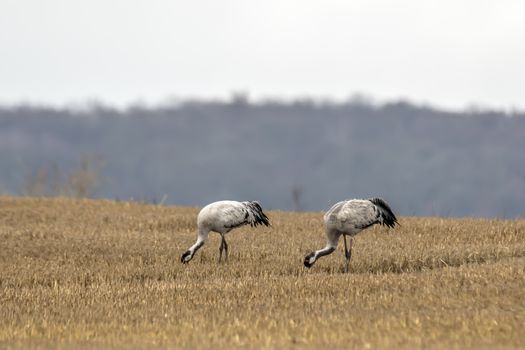 eurasian cranes land on a harvested korn field