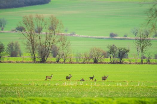 roe deer at corn field in the wild nature