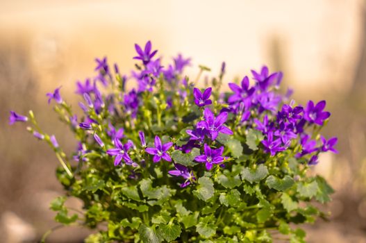 purple violet easter flower spring blossom in my garden