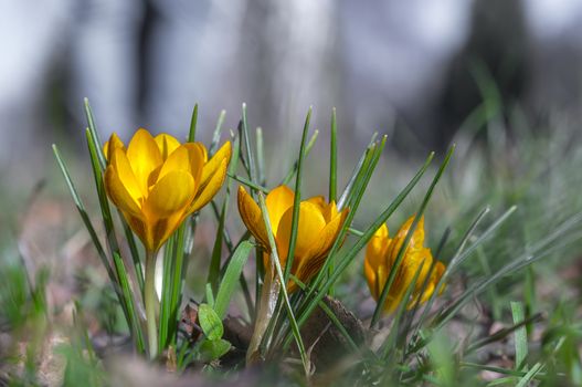 yellow blue crocus in spring season garden