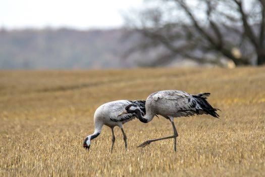 eurasian cranes land on a harvested korn field