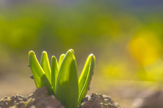 green spring flower blossom in easter garden