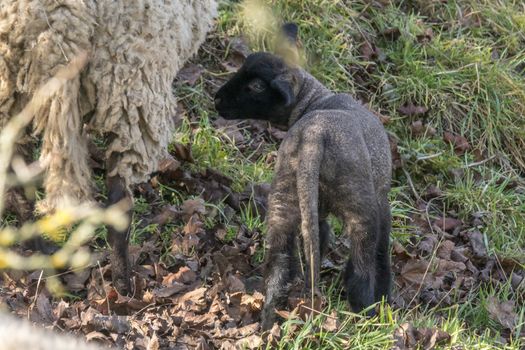 young new born black lamb explores the world
