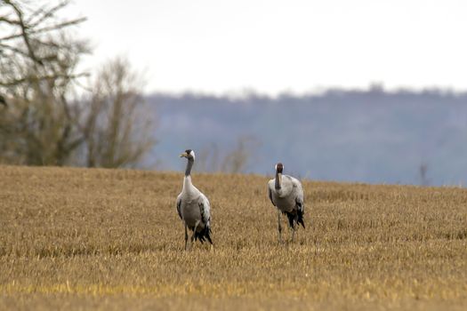 eurasian cranes land on a harvested korn field