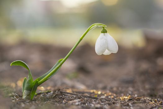 snow drop flower in my season garden