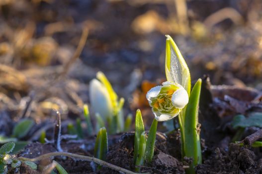 snow drop flower in my season garden