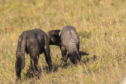 young new born black lamb explores the world