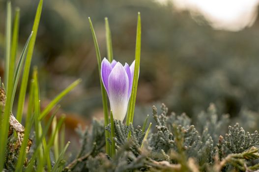 yellow blue crocus in spring season garden