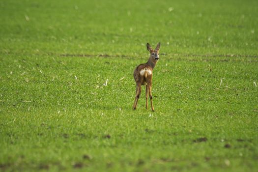 roe deer at corn field in the wild nature