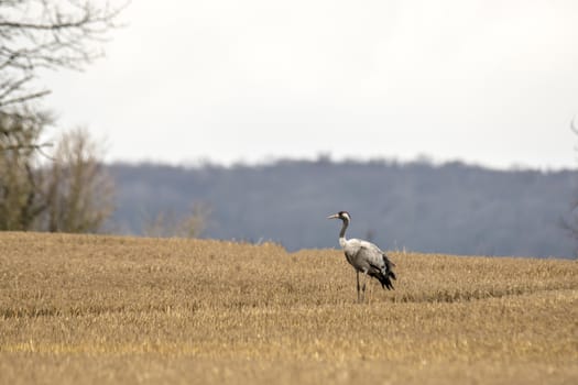 eurasian cranes land on a harvested korn field