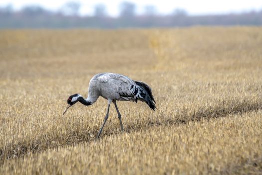 eurasian cranes land on a harvested korn field