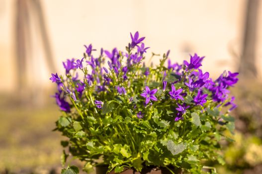 purple violet easter flower spring blossom in my garden