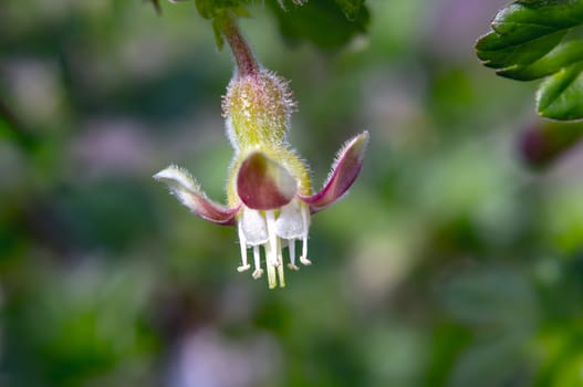 Gooseberry bush blossom in season garden