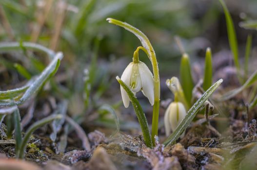 snow drop flower in my season garden