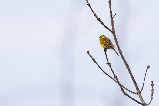 song bird yellow hammer on a tree