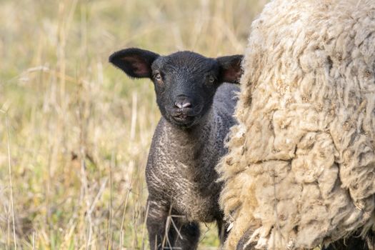 young new born black lamb explores the world
