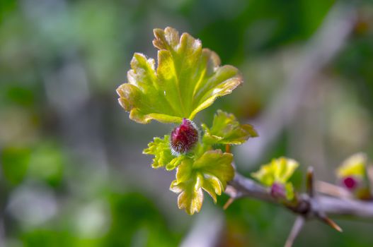 Gooseberry bush blossom in season garden