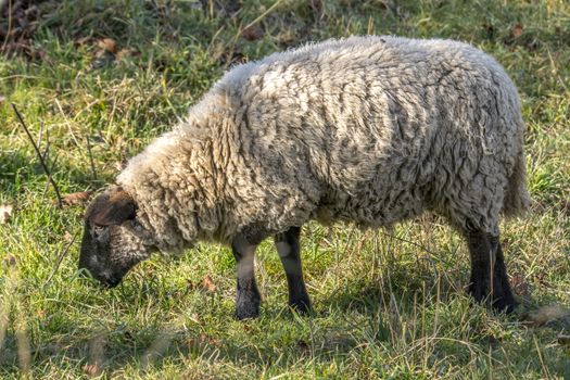 wooly white sheep at spring meadow