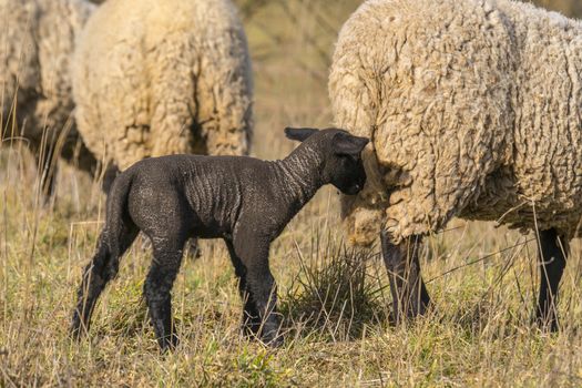 young new born black lamb explores the world