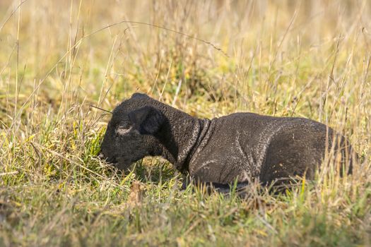 young new born black lamb explores the world