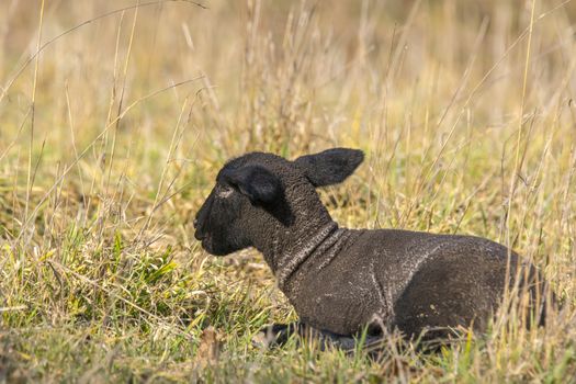 young new born black lamb explores the world