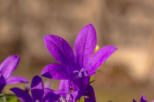 purple violet easter flower spring blossom in my garden