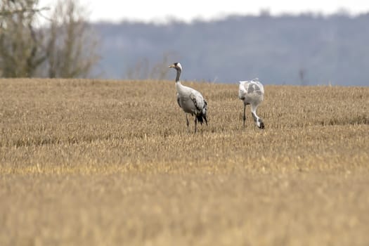 eurasian cranes land on a harvested korn field