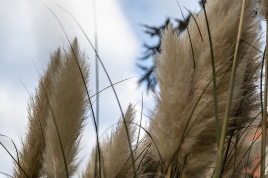 pampas plant with its feathers placed in the city on a flowerbed