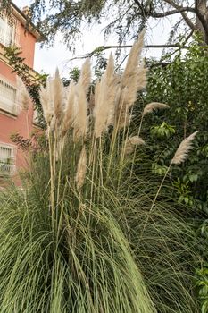 pampas plant with its feathers placed in the city on a flowerbed