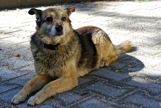 Young cute stray dog waiting for some food, cute animal photo