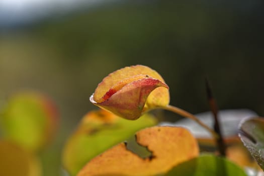 Warm autumn photo of tree leaves, close-up photo of a leaf