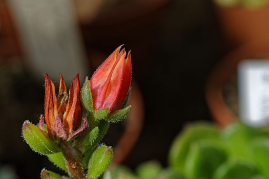 Vibrant red tropical flower on a blurred background, close-up photo