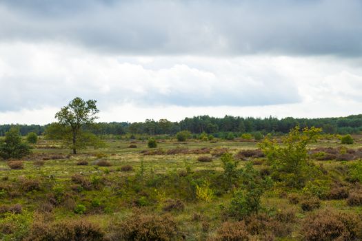 heather fields in the veluwe in the netherlands during autumn with heather and greenery in the foreground