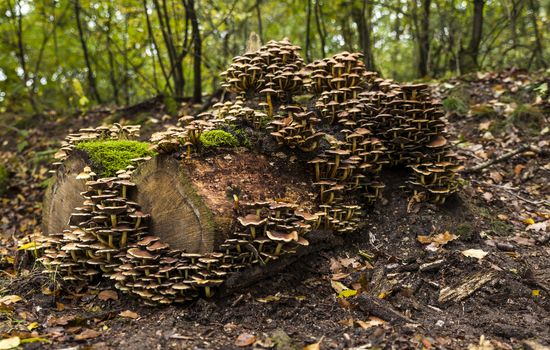 large group of mushrooms on a tree stump in the Veluwe in autumn with green moss in between