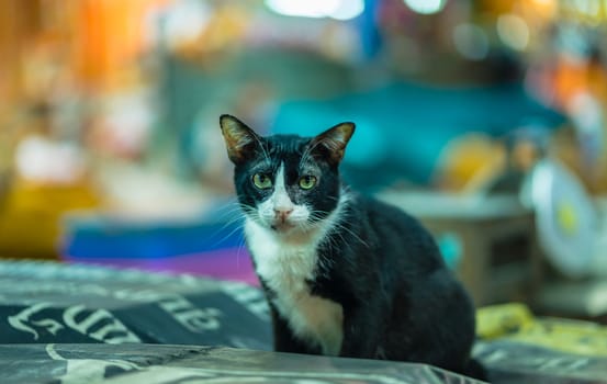 black&white cat sitting on the table with bokeh background