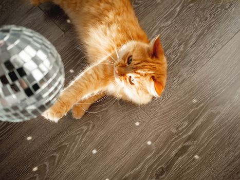 Cute ginger cat looks curiously on sun reflections from sparkling mirror disco ball. Fluffy pet and sunny morning in cosy home. Light and shadow.