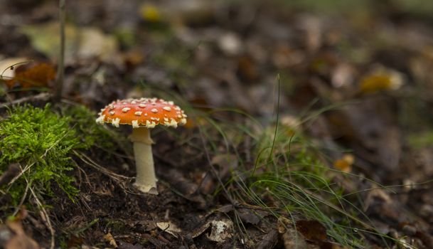 Amanita muscaria mushroom with red and white dots macro in autumn forest