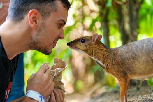 The guy feeds Kanchil from his hands at the zoo.