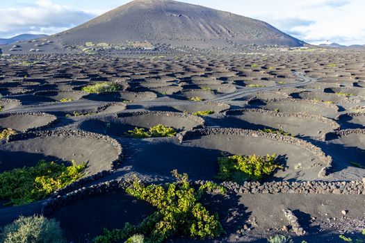 Viniculture in region La Geria on canary island Lanzarote: Vine planted in round cones in the volcanic ash surrounded with lava walls 